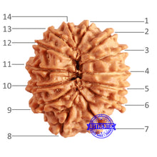 Load image into Gallery viewer, 14 Mukhi Nepalese Rudraksha - Bead No. 287
