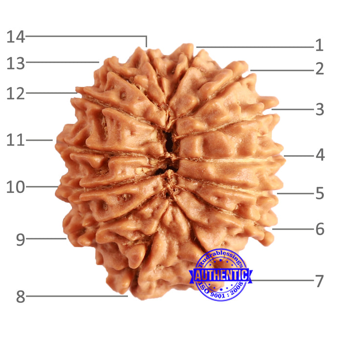14 Mukhi Nepalese Rudraksha - Bead No. 287