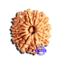 Load image into Gallery viewer, 14 Mukhi Nepalese Rudraksha - Bead No. 287
