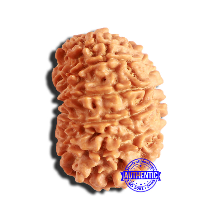 14 Mukhi Nepalese Rudraksha - Bead No. 287