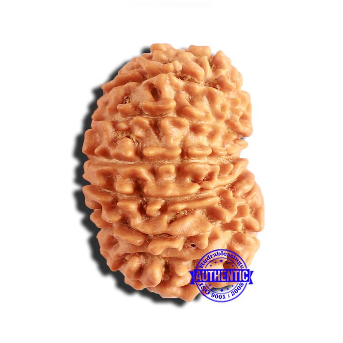 14 Mukhi Nepalese Rudraksha - Bead No. 287