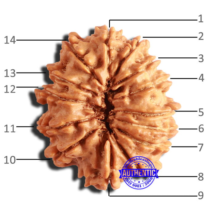14 Mukhi Nepalese Rudraksha - Bead No. 288