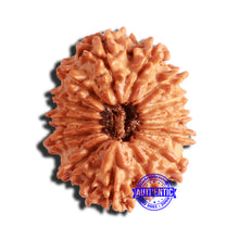 Load image into Gallery viewer, 14 Mukhi Nepalese Rudraksha - Bead No. 292
