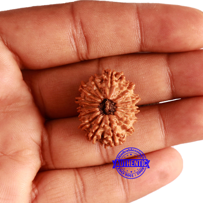 14 Mukhi Nepalese Rudraksha - Bead No. 292