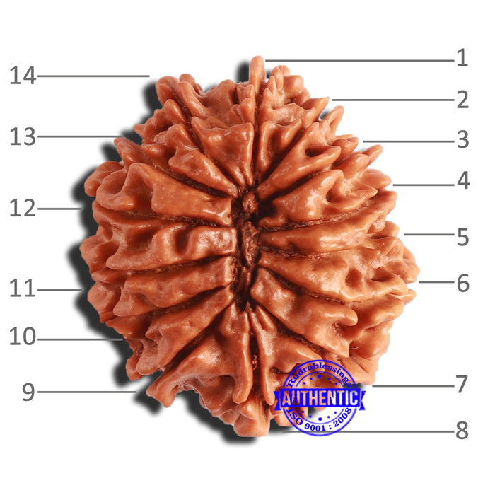 14 Mukhi Nepalese Rudraksha - Bead No. 293