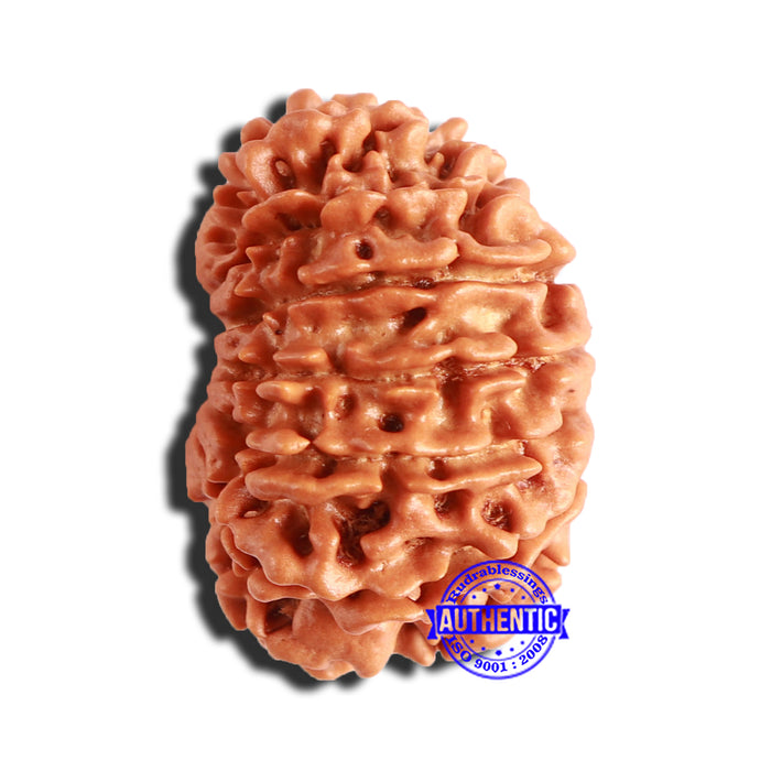 14 Mukhi Nepalese Rudraksha - Bead No. 293