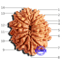 Load image into Gallery viewer, 14 Mukhi Nepalese Rudraksha - Bead No. 294
