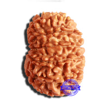 Load image into Gallery viewer, 14 Mukhi Nepalese Rudraksha - Bead No. 294
