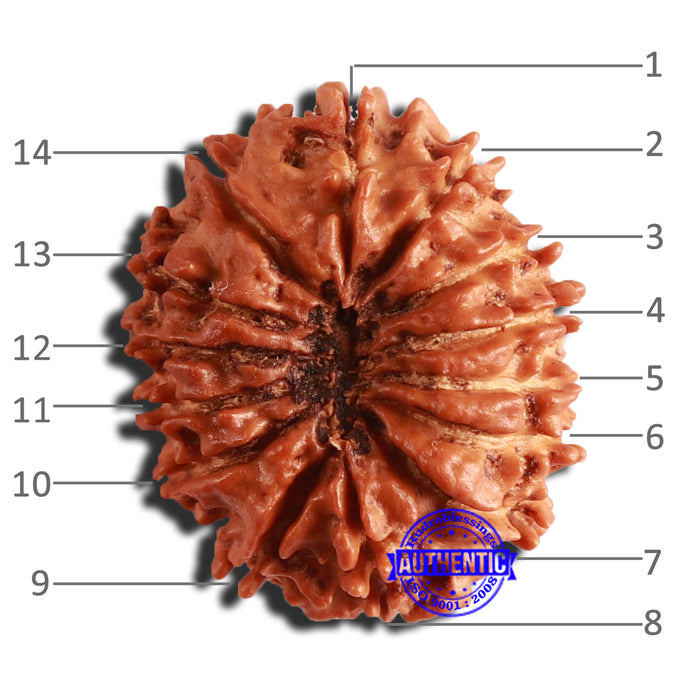 14 Mukhi Nepalese Rudraksha - Bead No. 300