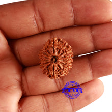 Load image into Gallery viewer, 14 Mukhi Nepalese Rudraksha - Bead No. 300
