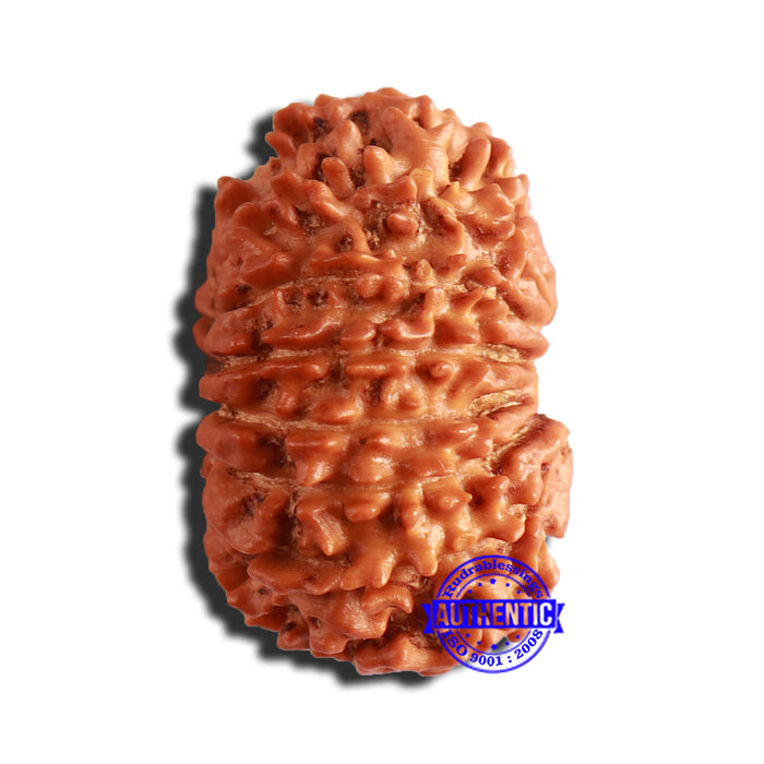 14 Mukhi Nepalese Rudraksha - Bead No. 300