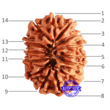 Load image into Gallery viewer, 14 Mukhi Nepalese Rudraksha - Bead No. 301
