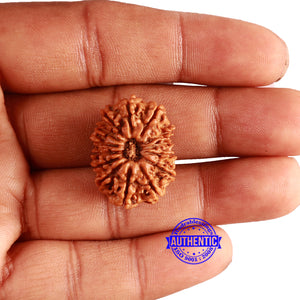 14 Mukhi Nepalese Rudraksha - Bead No. 301