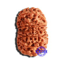 Load image into Gallery viewer, 14 Mukhi Nepalese Rudraksha - Bead No. 301
