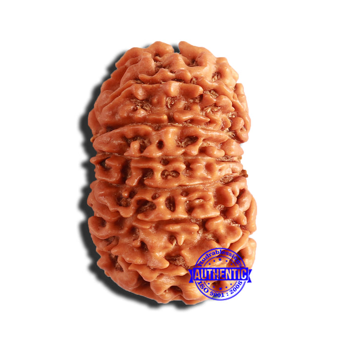 14 Mukhi Nepalese Rudraksha - Bead No. 301