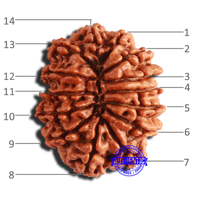 14 Mukhi Nepalese Rudraksha - Bead No. 303