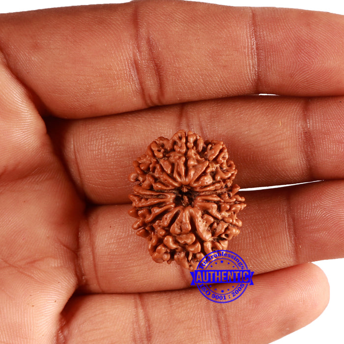 14 Mukhi Nepalese Rudraksha - Bead No. 303