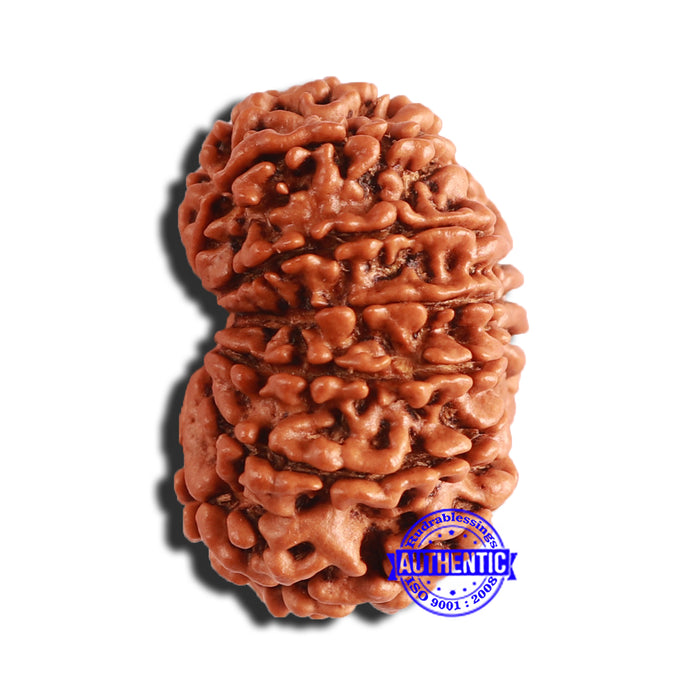 14 Mukhi Nepalese Rudraksha - Bead No. 303