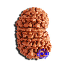 Load image into Gallery viewer, 14 Mukhi Nepalese Rudraksha - Bead No. 303
