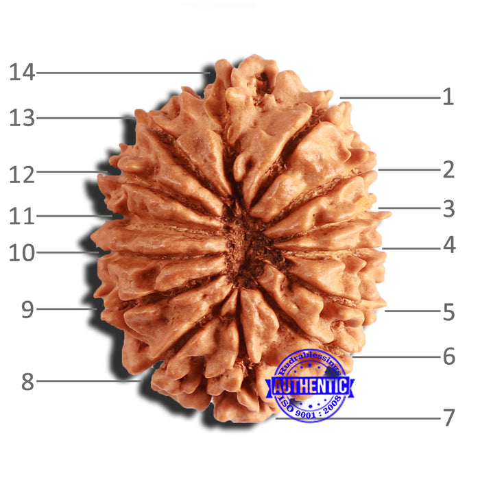 14 Mukhi Nepalese Rudraksha - Bead No. 306