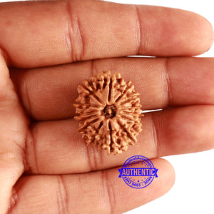 14 Mukhi Nepalese Rudraksha - Bead No. 306