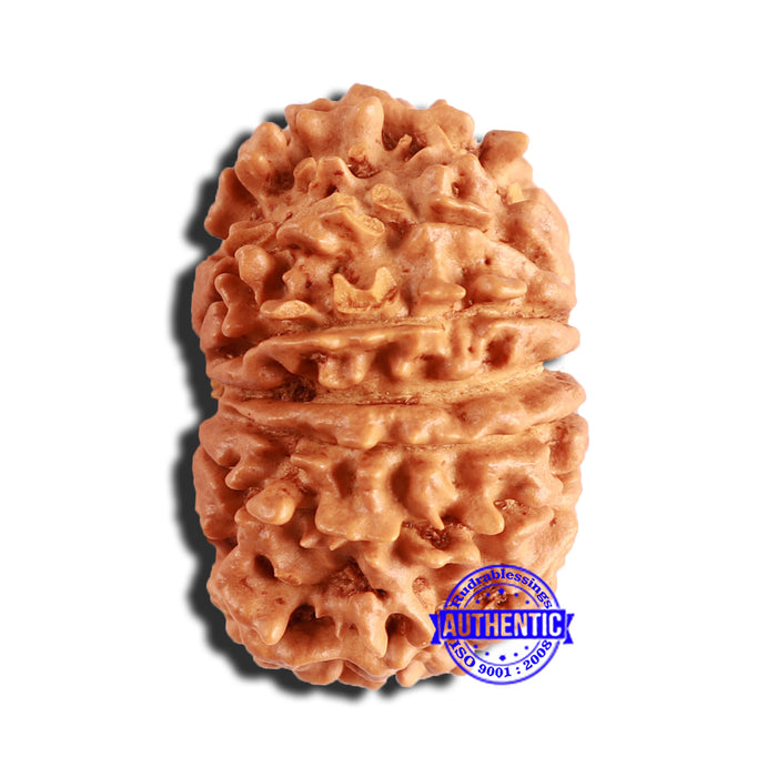 14 Mukhi Nepalese Rudraksha - Bead No. 306