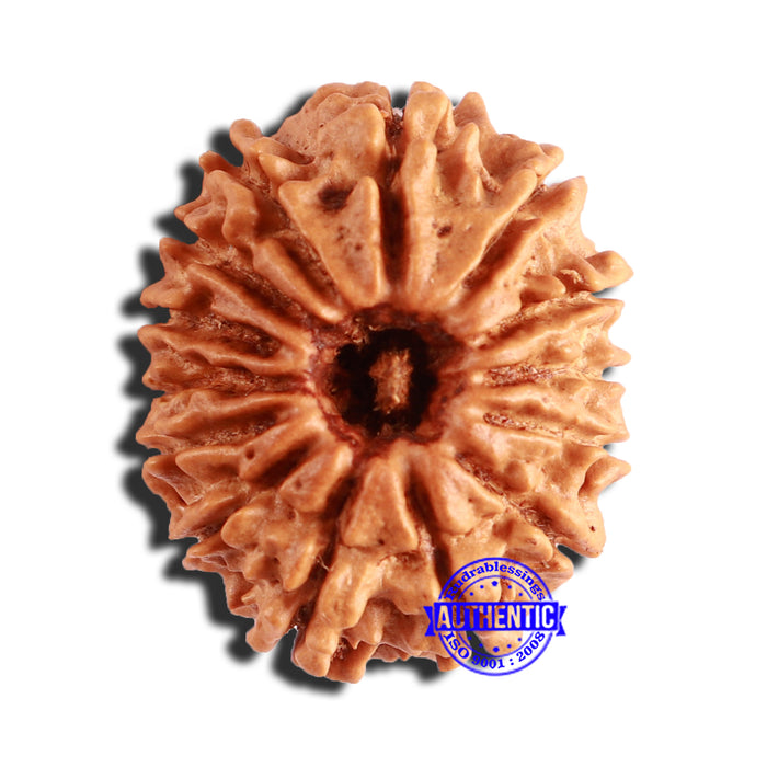 14 Mukhi Nepalese Rudraksha - Bead No. 307