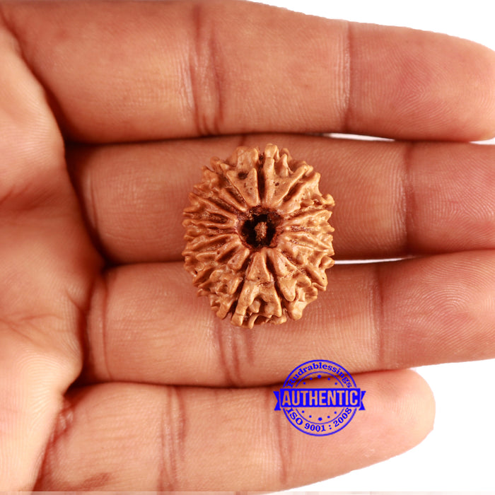 14 Mukhi Nepalese Rudraksha - Bead No. 307