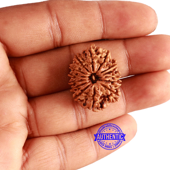 14 Mukhi Nepalese Rudraksha - Bead No. 308