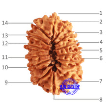 Load image into Gallery viewer, 14 Mukhi Nepalese Rudraksha - Bead No. 311
