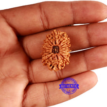 Load image into Gallery viewer, 14 Mukhi Nepalese Rudraksha - Bead No. 311
