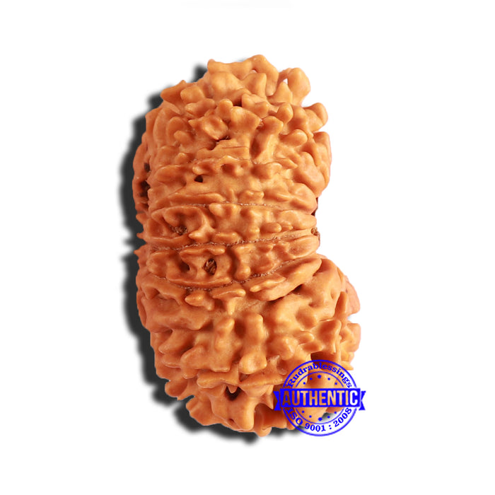 14 Mukhi Nepalese Rudraksha - Bead No. 311