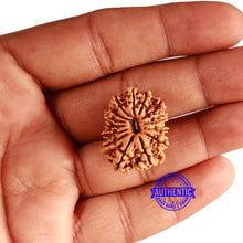 Load image into Gallery viewer, 14 Mukhi Nepalese Rudraksha - Bead No. 338
