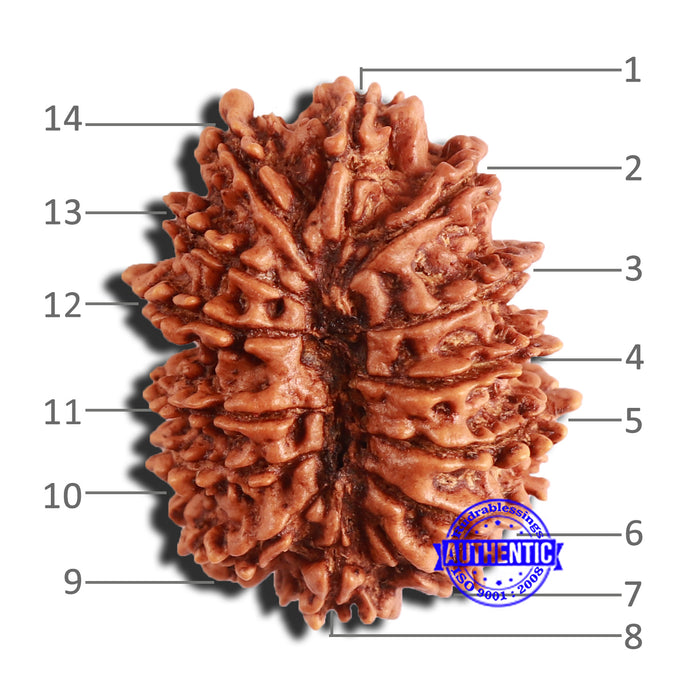 14 Mukhi Nepalese Rudraksha - Bead No. 339