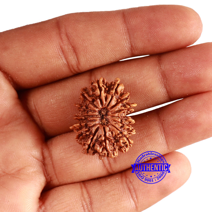 14 Mukhi Nepalese Rudraksha - Bead No. 339