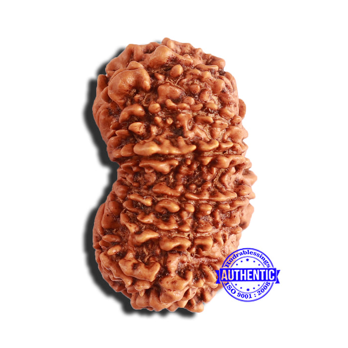 14 Mukhi Nepalese Rudraksha - Bead No. 339
