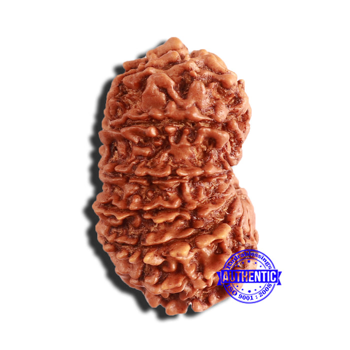 14 Mukhi Nepalese Rudraksha - Bead No. 339