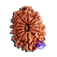 Load image into Gallery viewer, 14 Mukhi Nepalese Rudraksha - Bead No. 344
