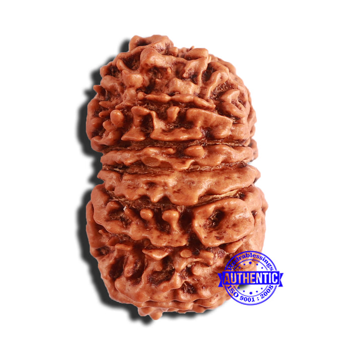 14 Mukhi Nepalese Rudraksha - Bead No. 344