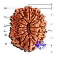 Load image into Gallery viewer, 14 Mukhi Nepalese Rudraksha - Bead No. 345
