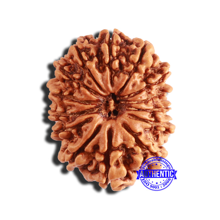 14 Mukhi Nepalese Rudraksha - Bead No. 345
