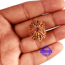 Load image into Gallery viewer, 14 Mukhi Nepalese Rudraksha - Bead No. 345
