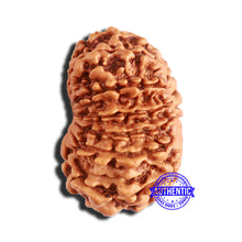 Load image into Gallery viewer, 14 Mukhi Nepalese Rudraksha - Bead No. 345
