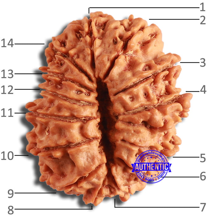 14 Mukhi Nepalese Rudraksha - Bead No. 346