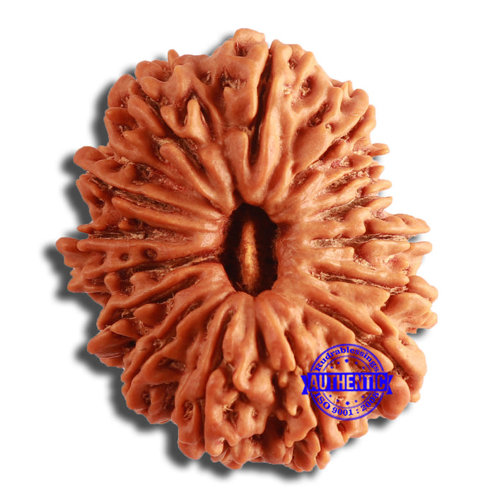 14 Mukhi Nepalese Rudraksha - Bead No. 346