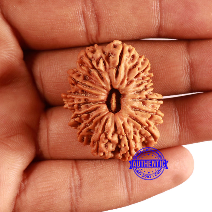 14 Mukhi Nepalese Rudraksha - Bead No. 346