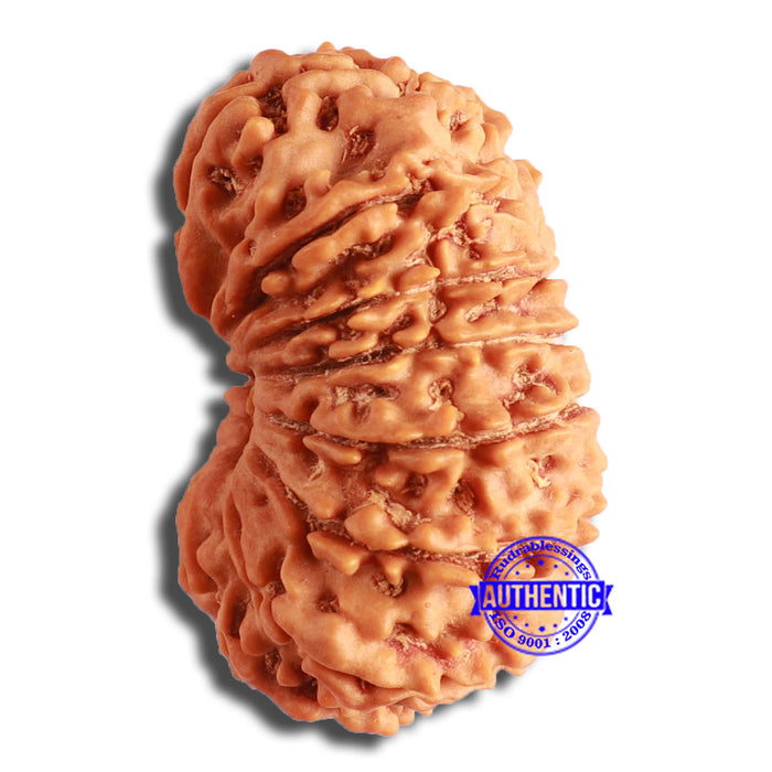 14 Mukhi Nepalese Rudraksha - Bead No. 346