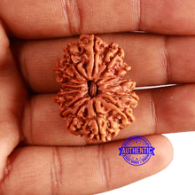 Load image into Gallery viewer, 14 Mukhi Nepalese Rudraksha - Bead No. 348
