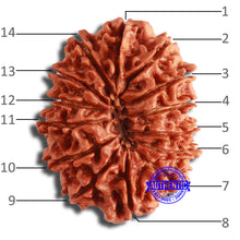 Load image into Gallery viewer, 14 Mukhi Nepalese Rudraksha - Bead No. 349

