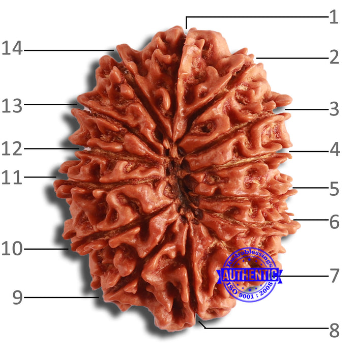 14 Mukhi Nepalese Rudraksha - Bead No. 349